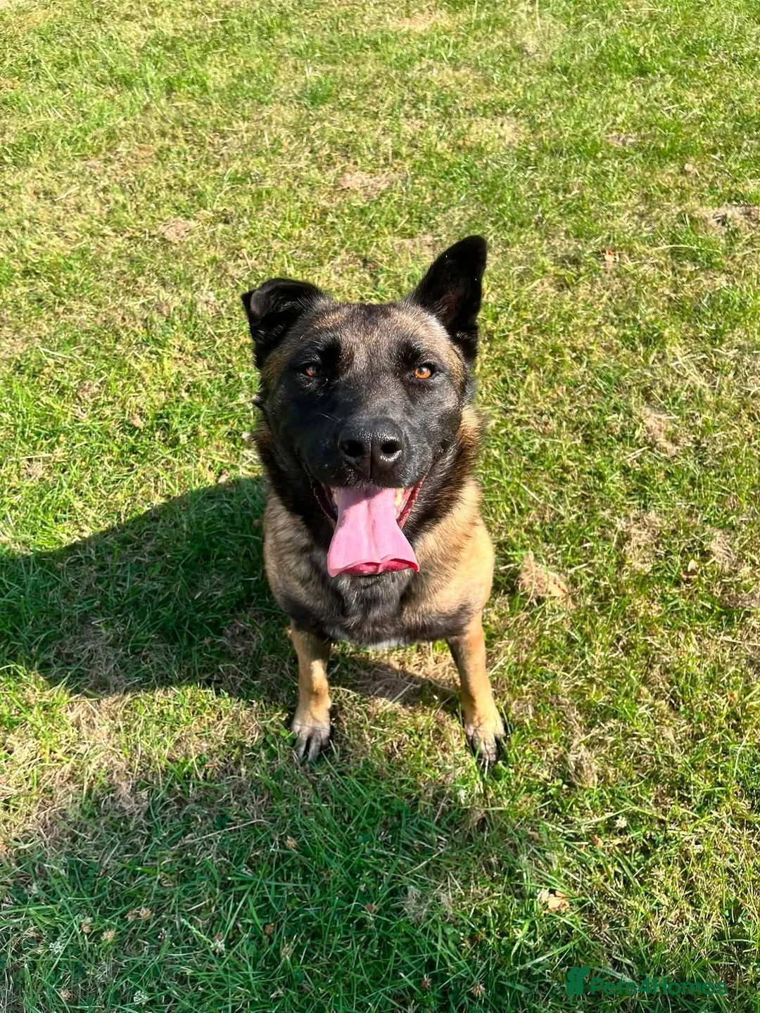 Mixed Breed dogs for adoption: Meet Luna, currently residing in London in Edgware - Advert 2