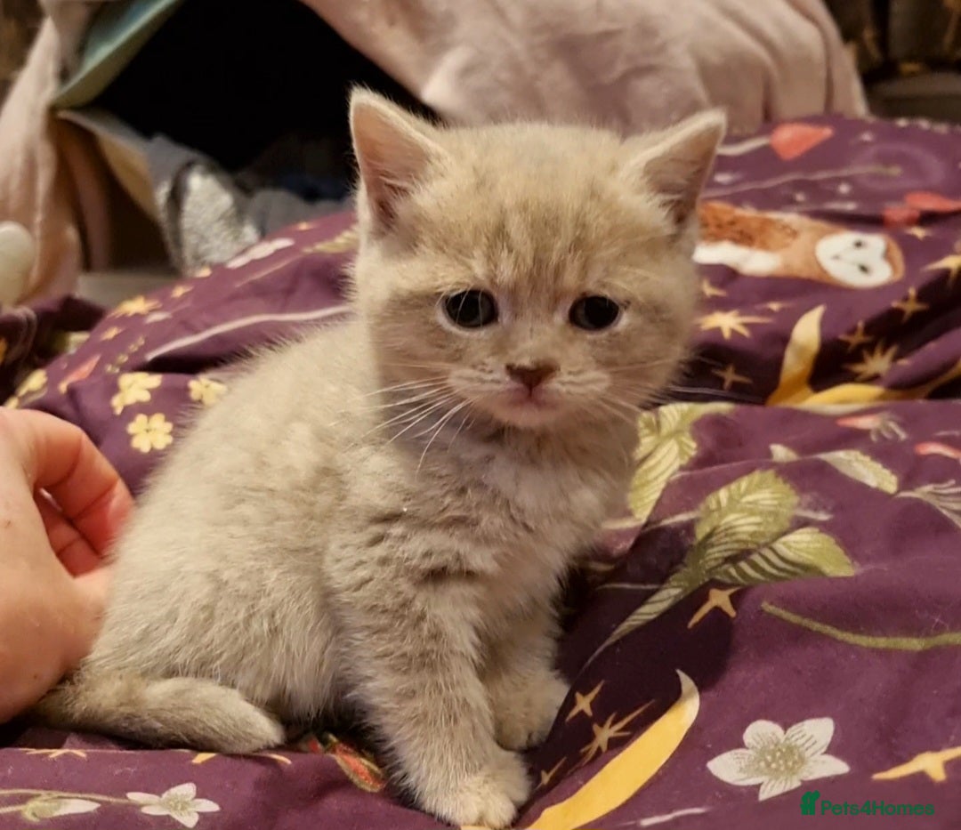 British Shorthair cats for sale: Blue & stripy, boys & girls ava British shorthairs in Eastbourne - Image 8