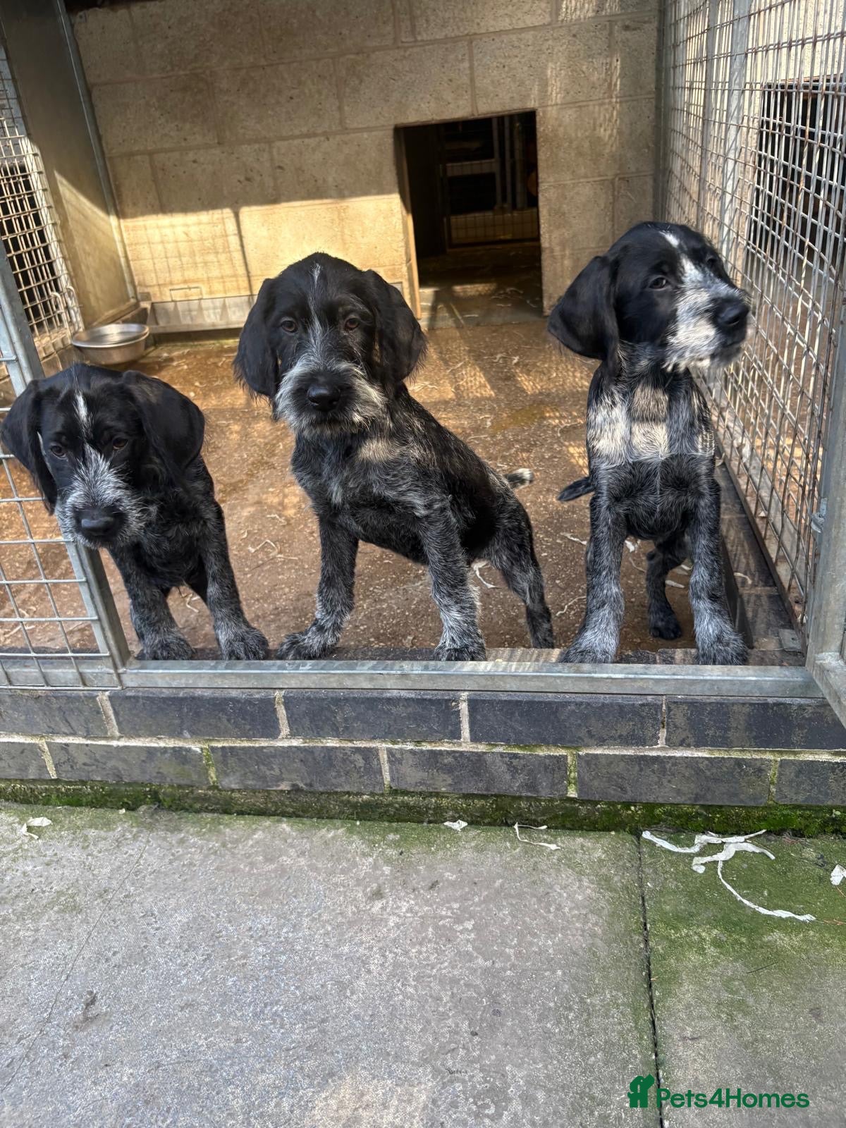 German Wirehaired Pointer dogs Ready now German wirehair pointer pups  - Advert 3