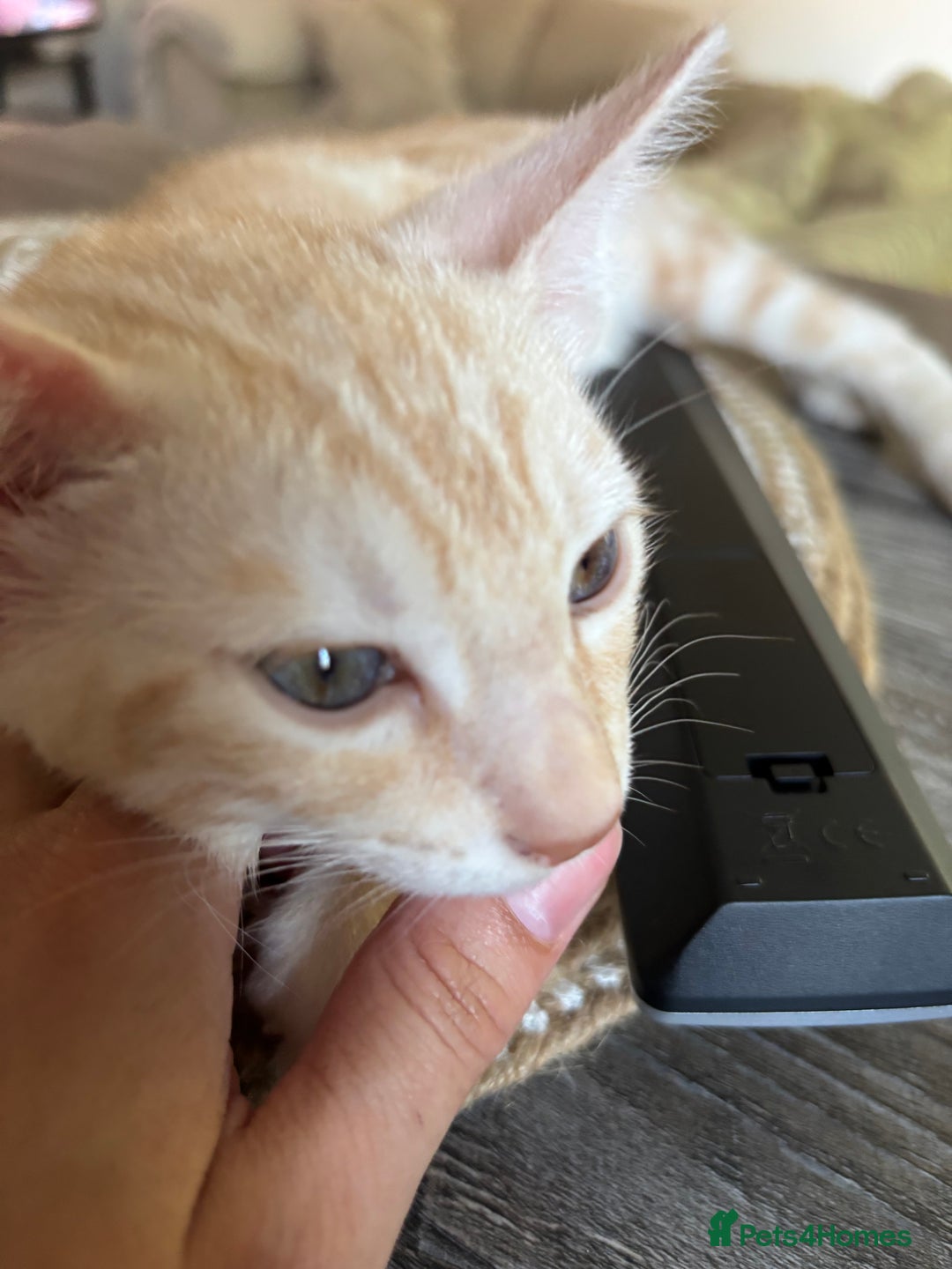 Bengal cats for sale: Unique Bengal Kittens  - Image 9