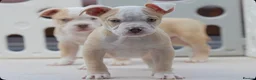 Olde English Bulldogge dogs for sale: 24 years 5⭐️Licensed & Registered, uk No 1  - Advert 25