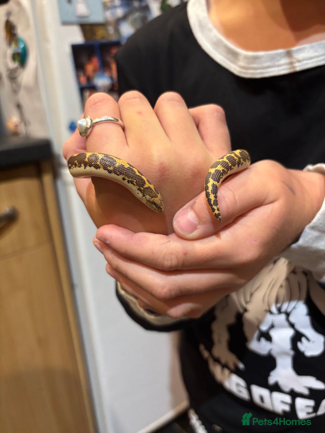 Snake reptiles for sale: Kenyan sand boa - Image 2