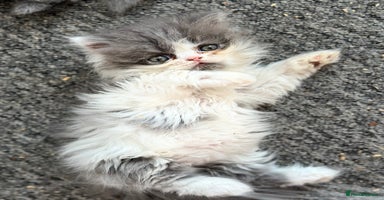 Persian cats - Advert 8