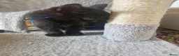 Mixed Breed cats for sale: Four kittens for sale. in Blackpool - Advert 8