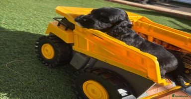 Cocker Spaniel dogs - Advert 15