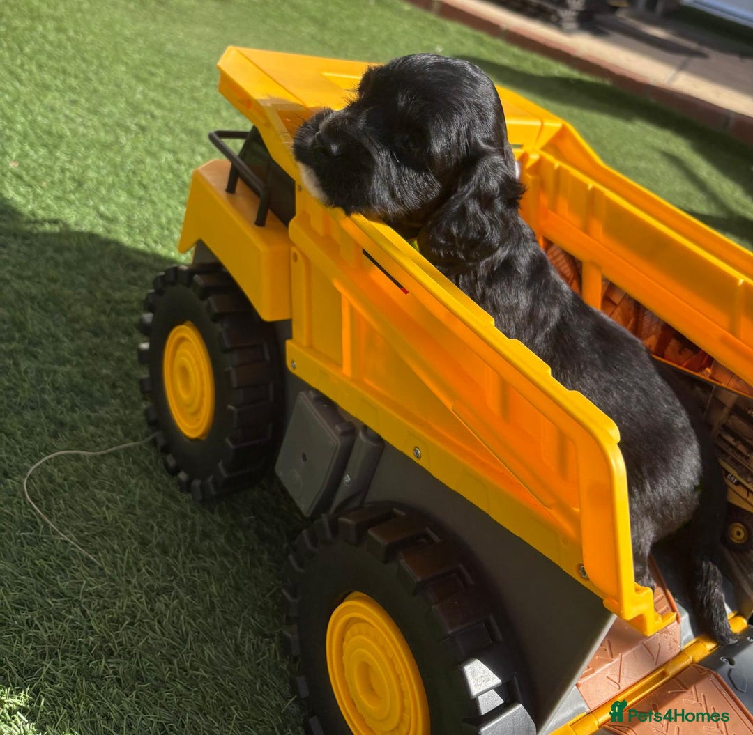 Cocker Spaniel dogs for sale: 3 Beautiful cocker spaniel puppies 2 boys 1 girl - Image 2