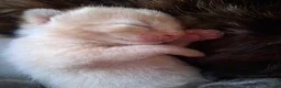 Domestic Shorthair cats for sale: Two Ginger Domestic Kittens  - Advert 5