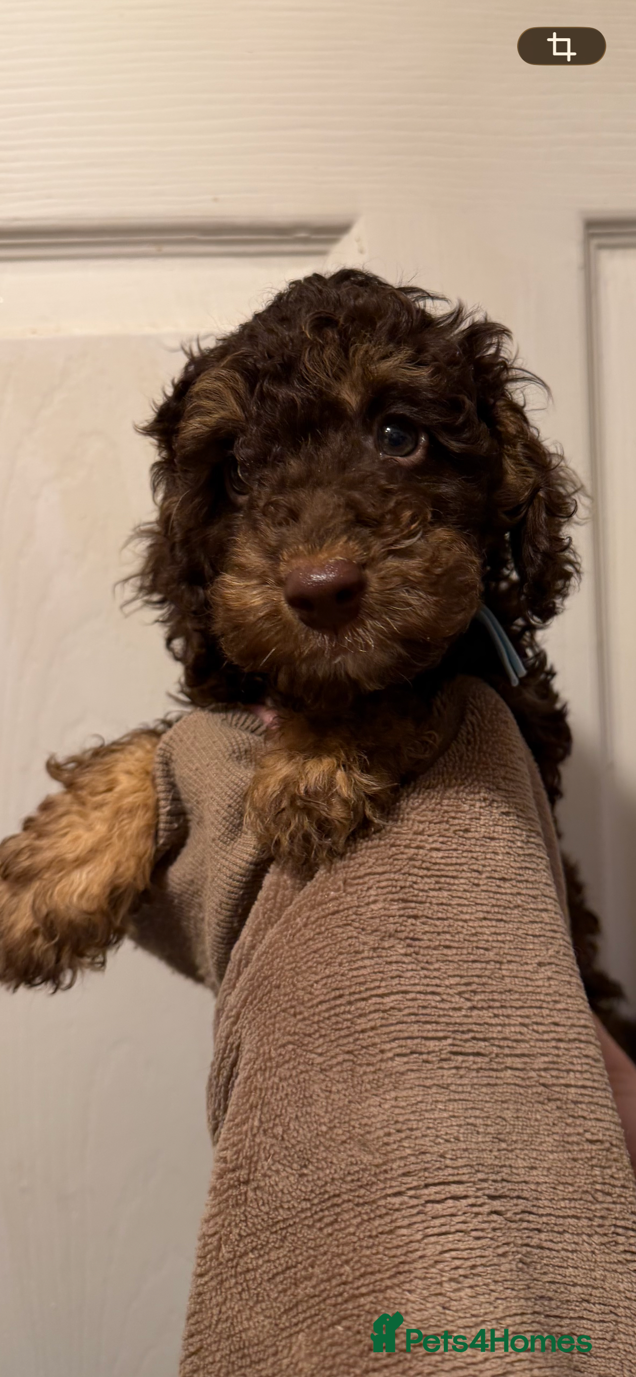 Cockapoo dogs  Miniature Cockapo’s LAST 1 - Advert 13