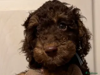 Cockapoo dogs Miniature Cockapo’s LAST 1 - Advert 7