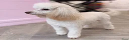 Poodle dogs for stud: Toy Poodle Stud dog Available - Advert 3