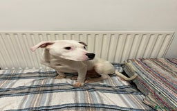 American Bulldog dogs for sale: Thor 5 months male American bulldog  - Image 2