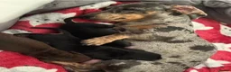 Miniature Dachshund dogs for sale: Miniature Dachshund Puppies Ready for New Homes - Advert 7