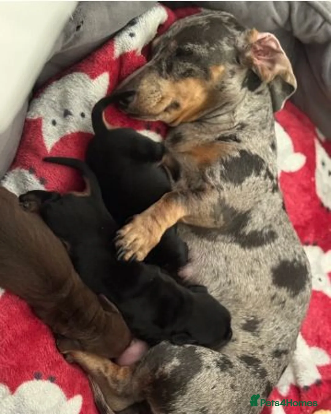 Miniature Dachshund dogs for sale: Miniature Dachshund Puppies Ready for New Homes - Advert 7