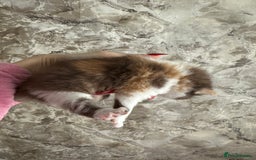 British Shorthair cats for sale: 🍫 🧸Beautiful TICA Registered British Short 🧸🍫 - Image 2