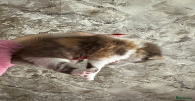 British Shorthair cats - Advert 8