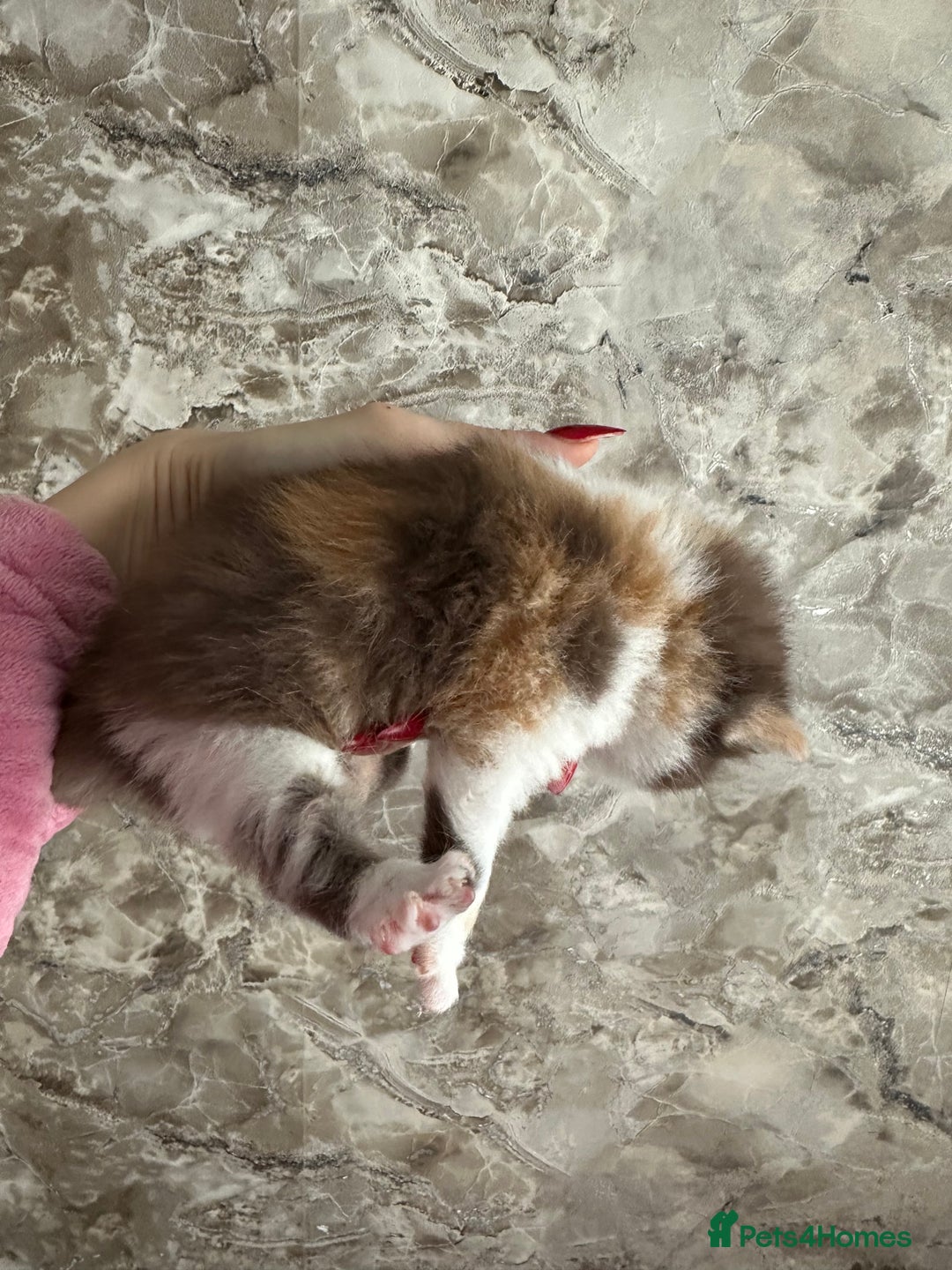 British Shorthair cats for sale: 🍫 🧸Beautiful TICA Registered British Short 🧸🍫 - Image 2