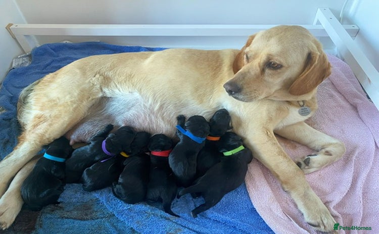 Labrador Retriever dogs - Advert 1