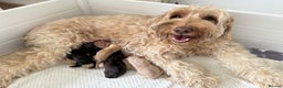 Australian Labradoodle dogs for sale: Australian Labradoodle medium  - Advert 8