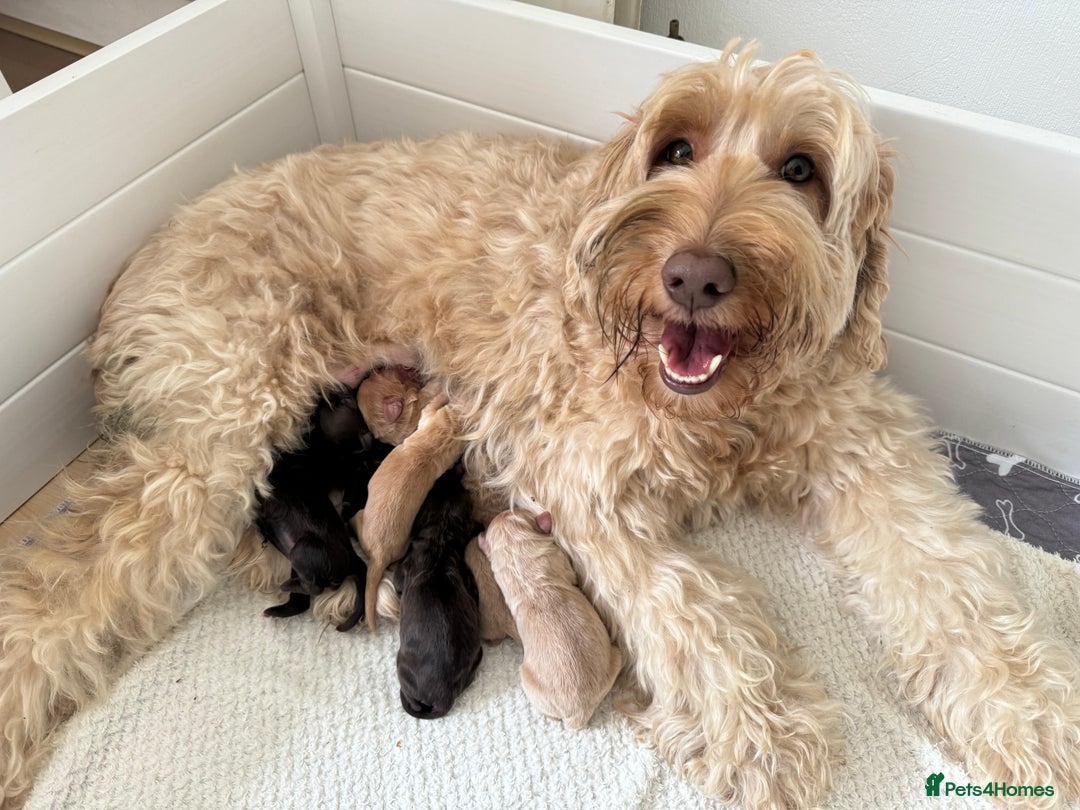 Australian Labradoodle dogs for sale: Australian Labradoodle medium  - Advert 8
