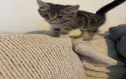 Mixed Breed cats for sale: Kittens 4 sale - Advert 5