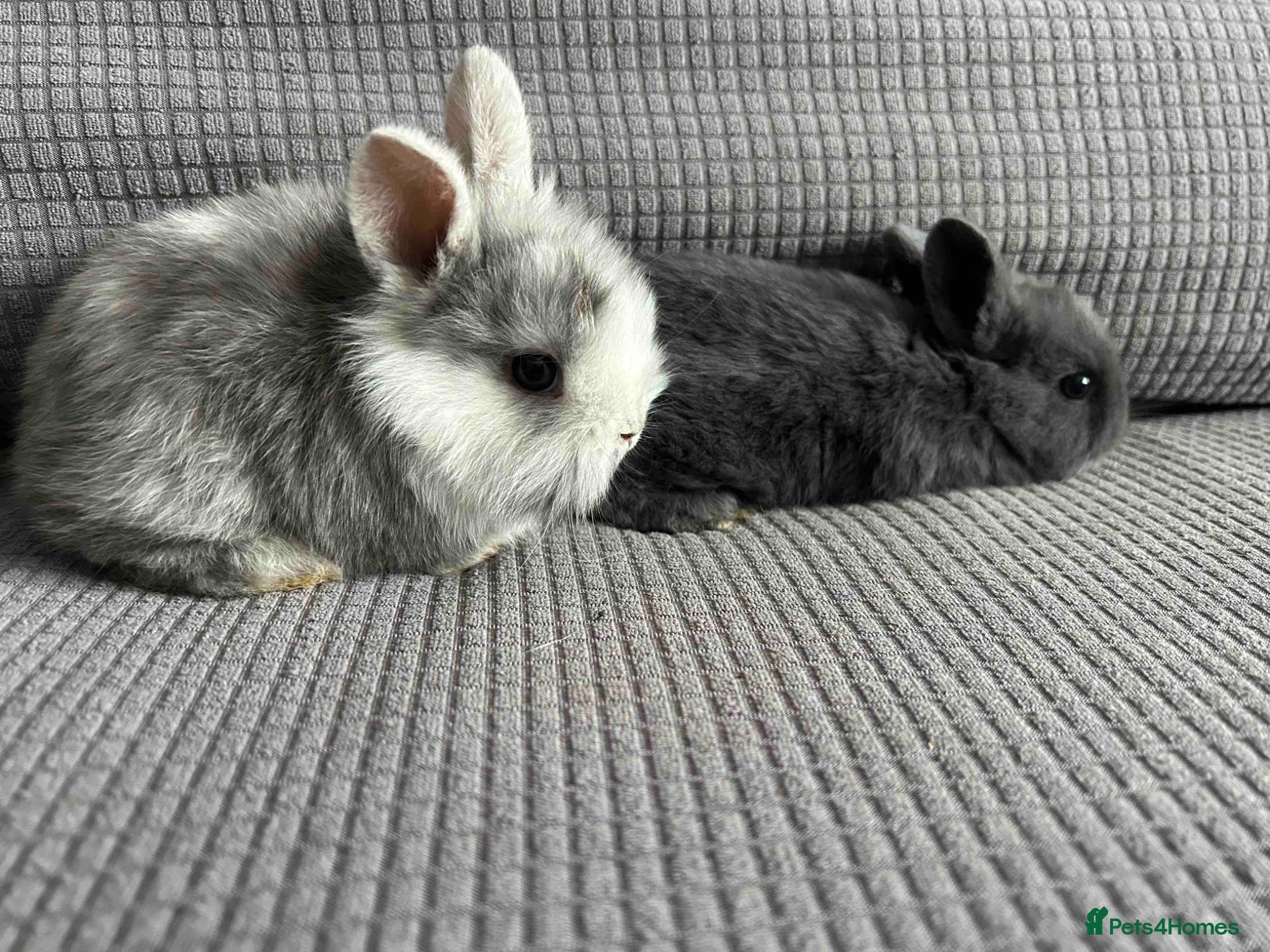 Mixed Breed rabbits Wonderful little rabbits  - Advert 13