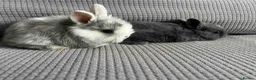 Mixed Breed rabbits for sale: Wonderful little rabbits  - Advert 1