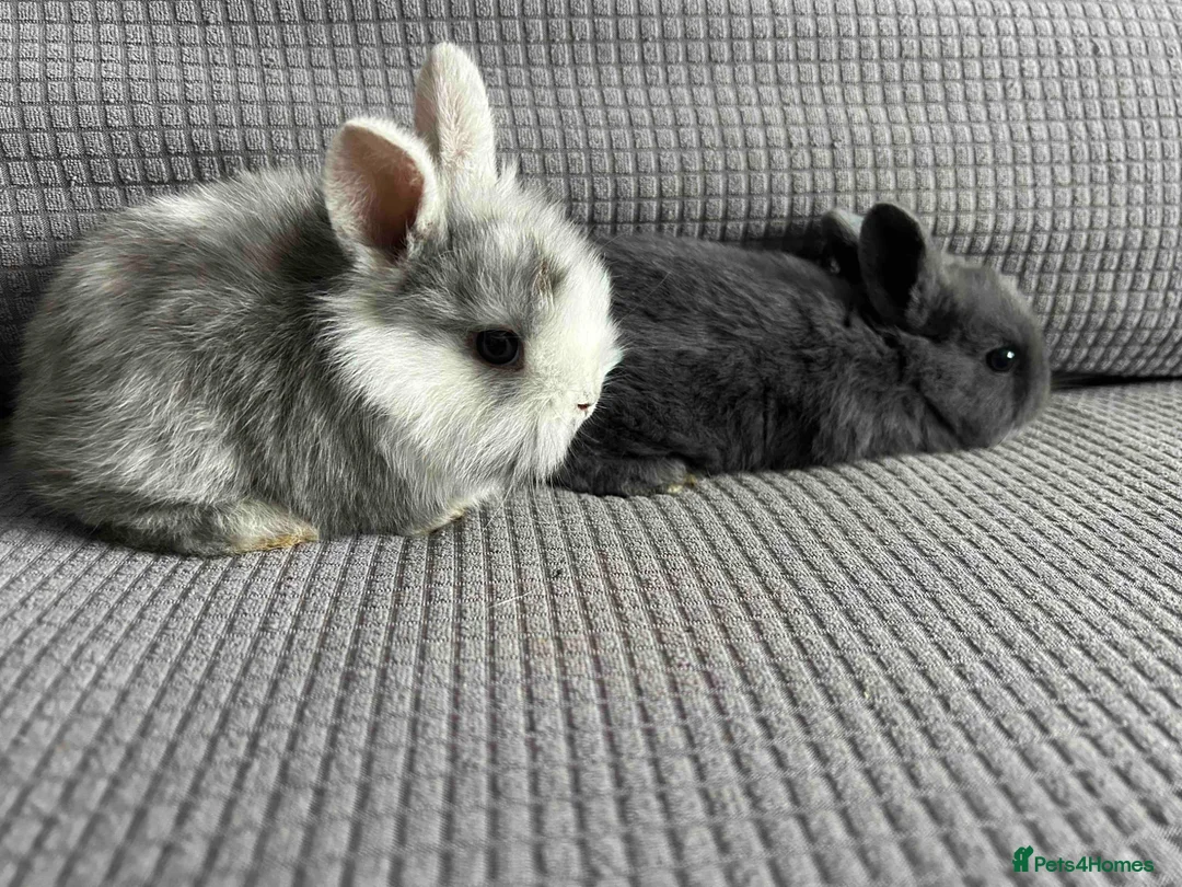 Mixed Breed rabbits for sale: Wonderful little rabbits  - Advert 1