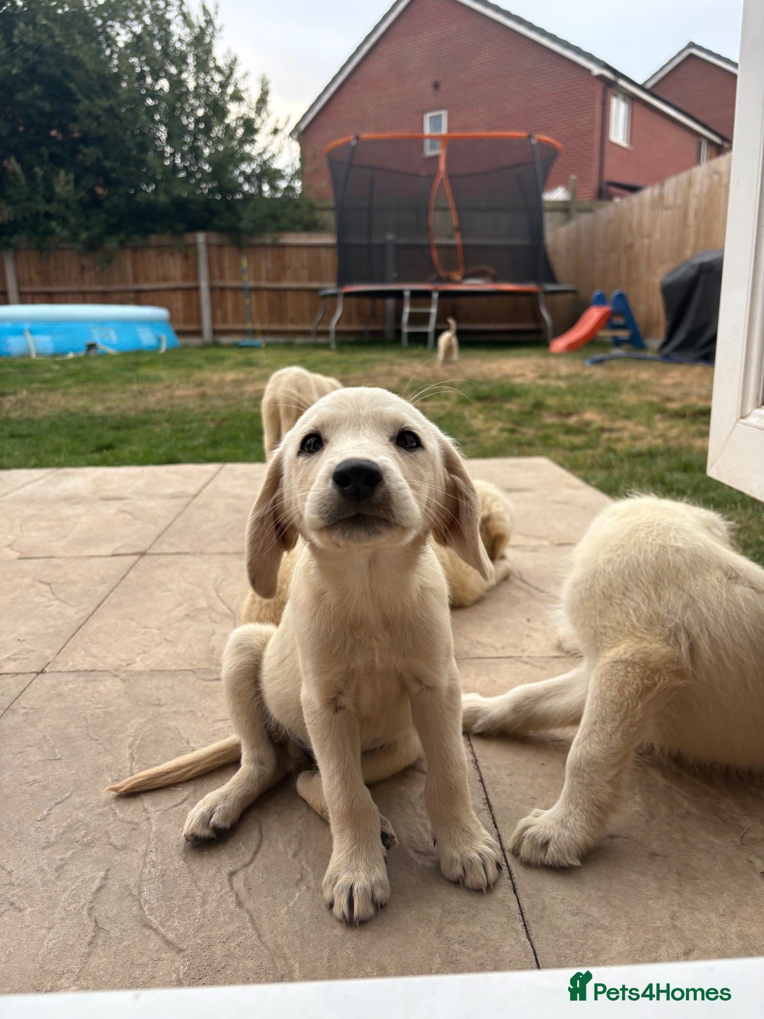 Labradoodle dogs Fox Red Labrador x Labradoodle puppies - Advert 1