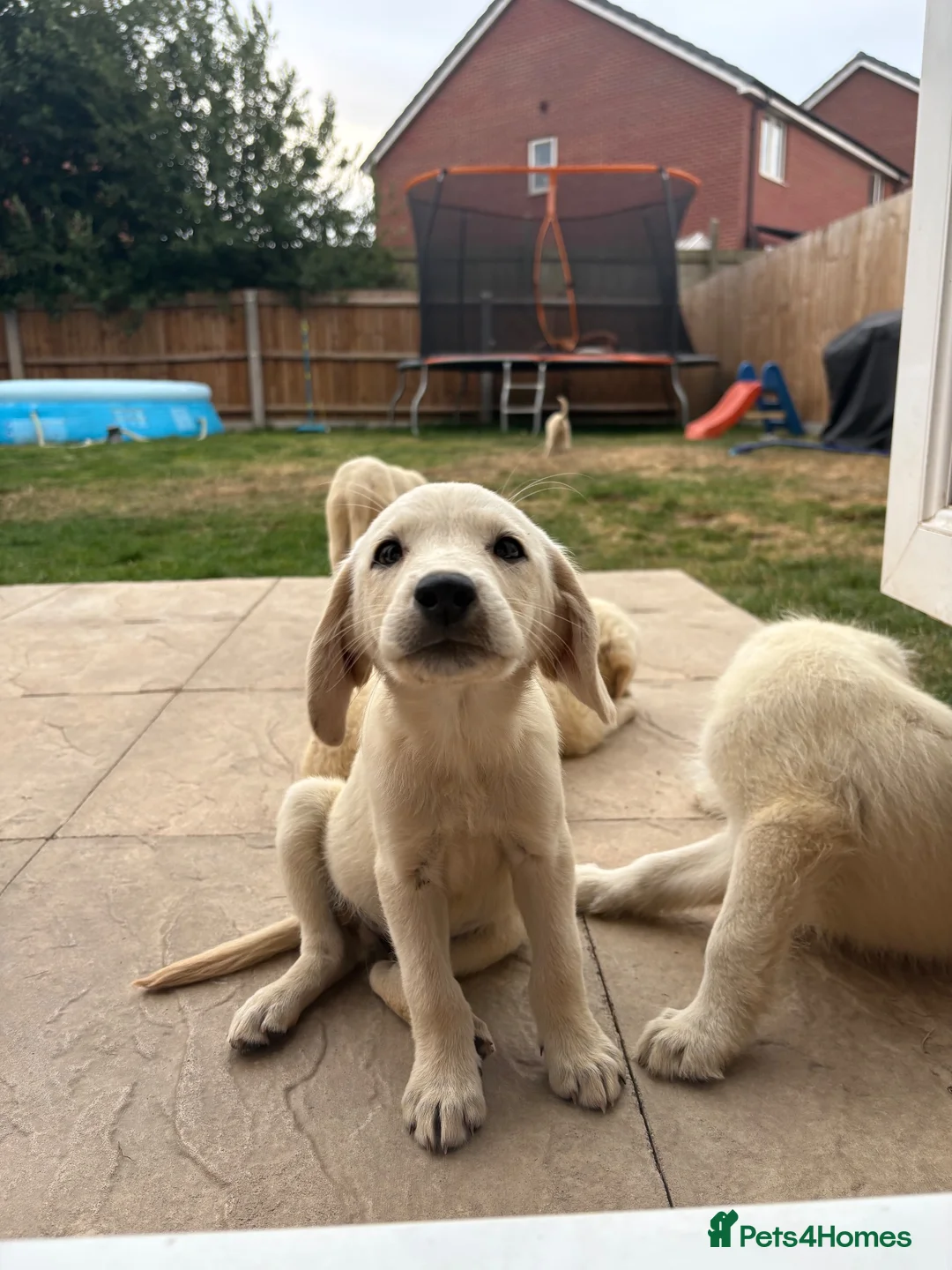 Labradoodle dogs for sale: Fox Red Labrador x Labradoodle puppies - Advert 1