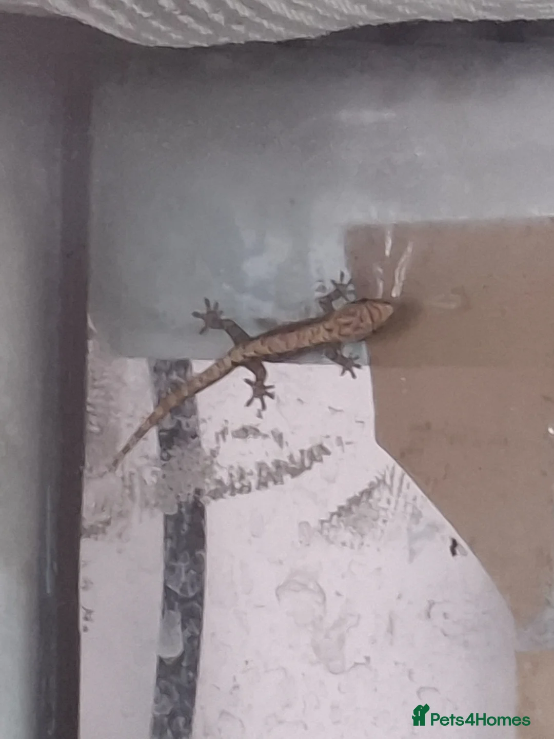 Gecko reptiles for sale: Baby Mourning geckos, all sizes - Advert 1