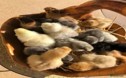 Chickens poultry for sale: Silkie Chicks Available - Image 2