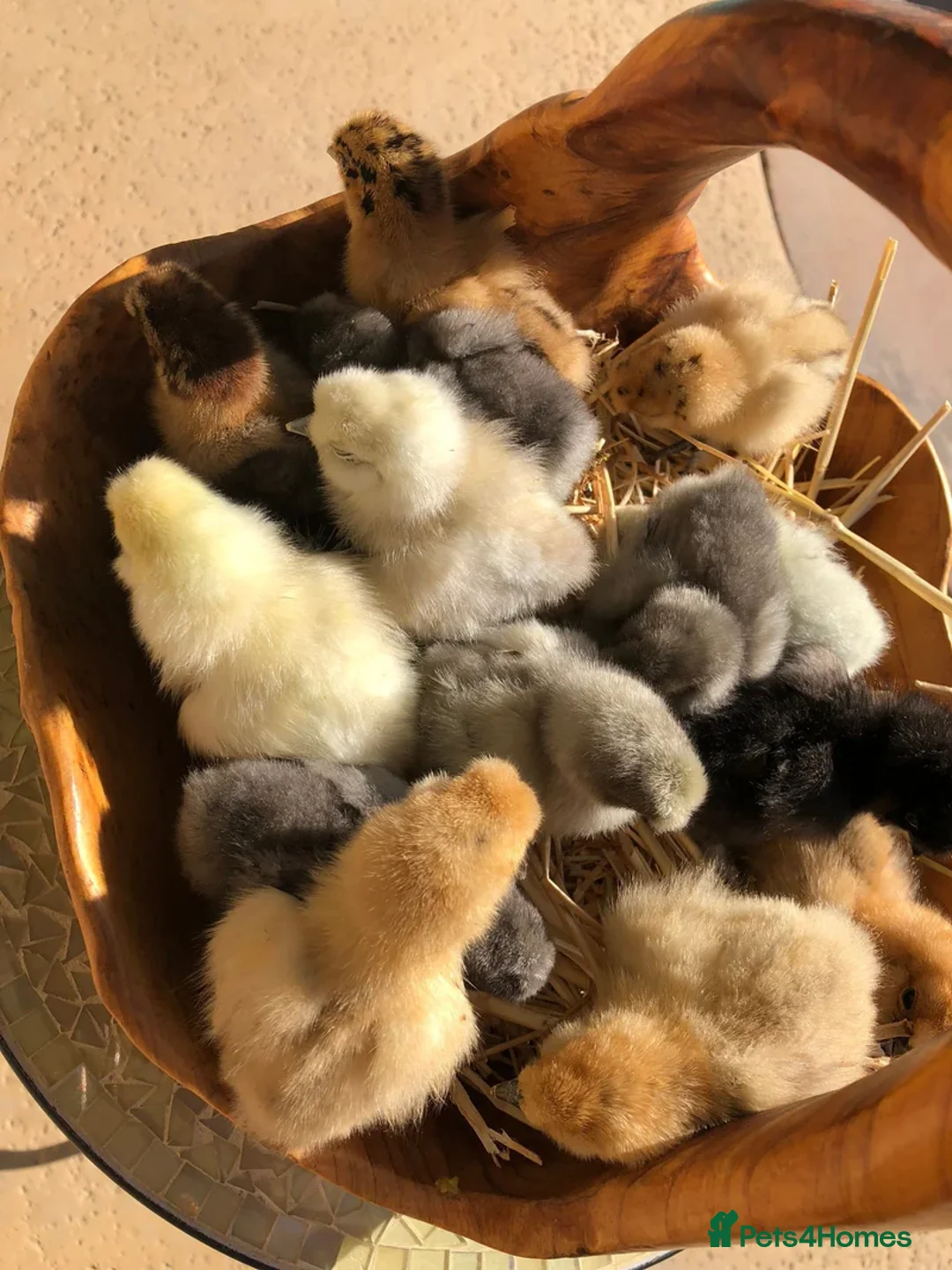 Chickens poultry for sale: Silkie Chicks Available - Image 2