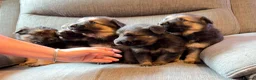 German Shepherd dogs for sale: KC registered German shepherd puppies.  - Advert 5