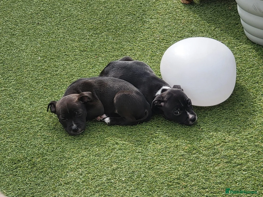 Staffordshire Bull Terrier dogs for sale: Last pups of the litter  - Advert 2