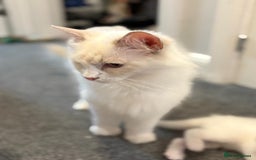 Ragdoll cats for sale: Rarest colour pedigree Ragdoll kittens - Image 12