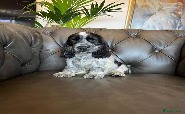 Cocker Spaniel dogs - Advert 2