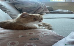 British Longhair cats for sale: Beautiful Lily-Bear - Image 1