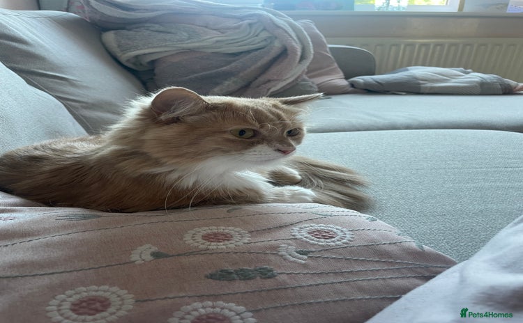 British Longhair cats - Advert 4