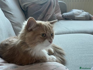 British Longhair cats - Advert 1