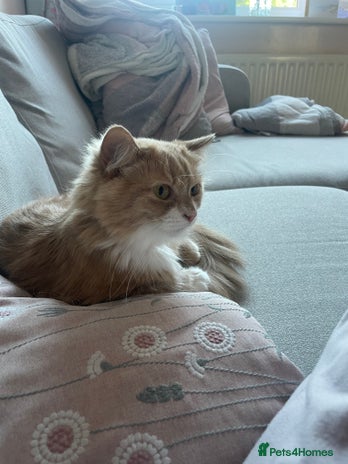 British Longhair cats - Advert 15