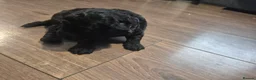 Cockapoo dogs for sale: Cockapoo puppies  - Advert 11