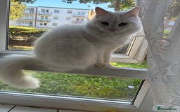 Mixed Breed cats for sale: 3 amazing kittens  - Image 9