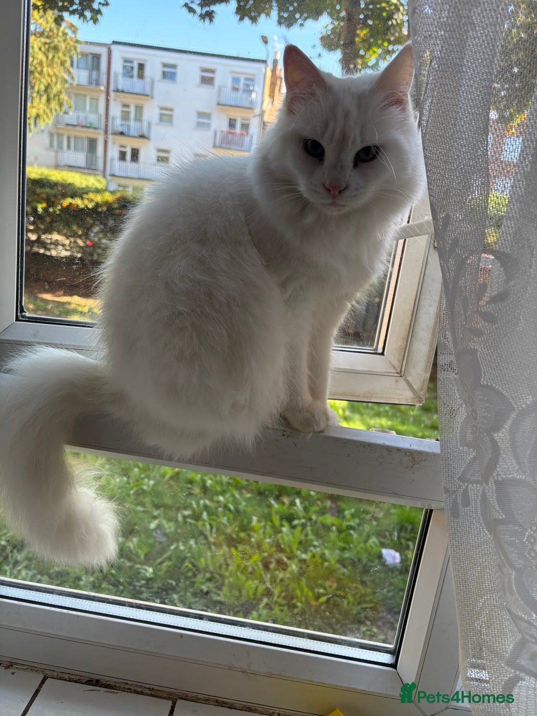 Mixed Breed cats for sale: 3 amazing kittens  - Image 9