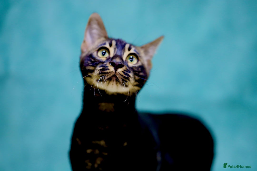 Bengal cats for sale: 6 stunning Bengal kittens, possibly our best yet! - Advert 5