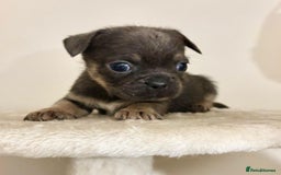 Mixed Breed dogs for sale: 3 gorgeous pups ready now - Image 11