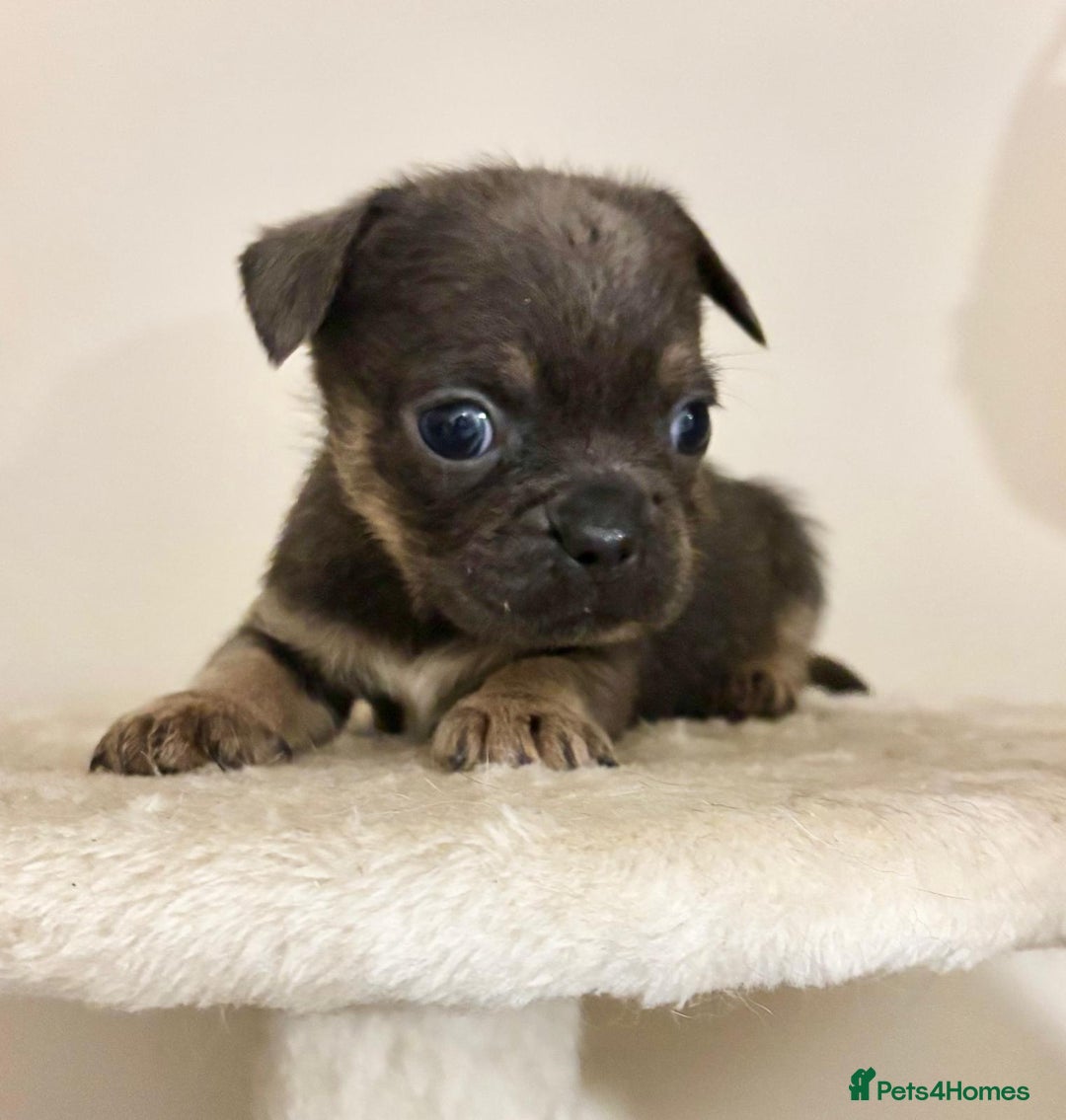 Mixed Breed dogs for sale: 3 gorgeous pups ready now - Image 11
