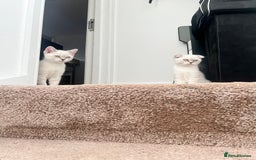 British Shorthair cats for sale: British Shorthair & Scottish Fold - Image 1