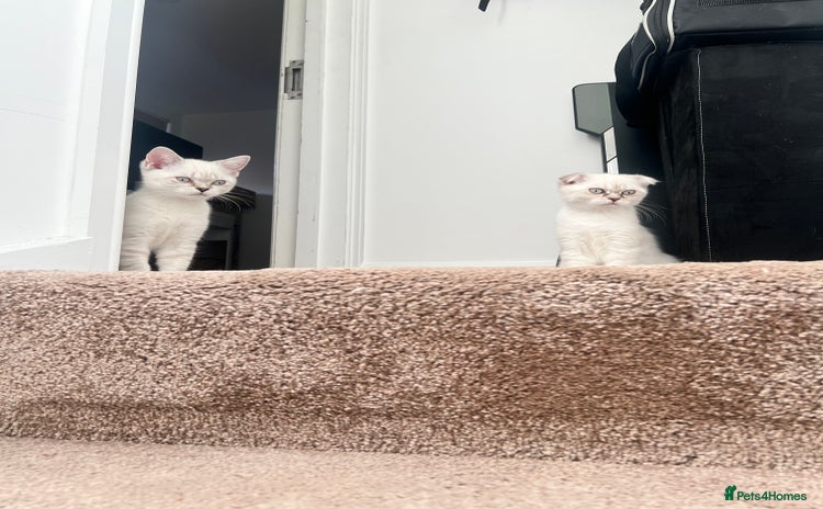 British Shorthair cats - Advert 15