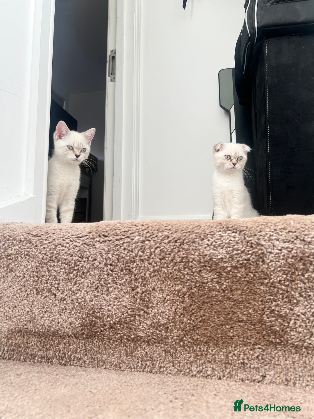 British Shorthair cats for sale: British Shorthair & Scottish Fold - Image 1