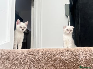 British Shorthair cats - Advert 14